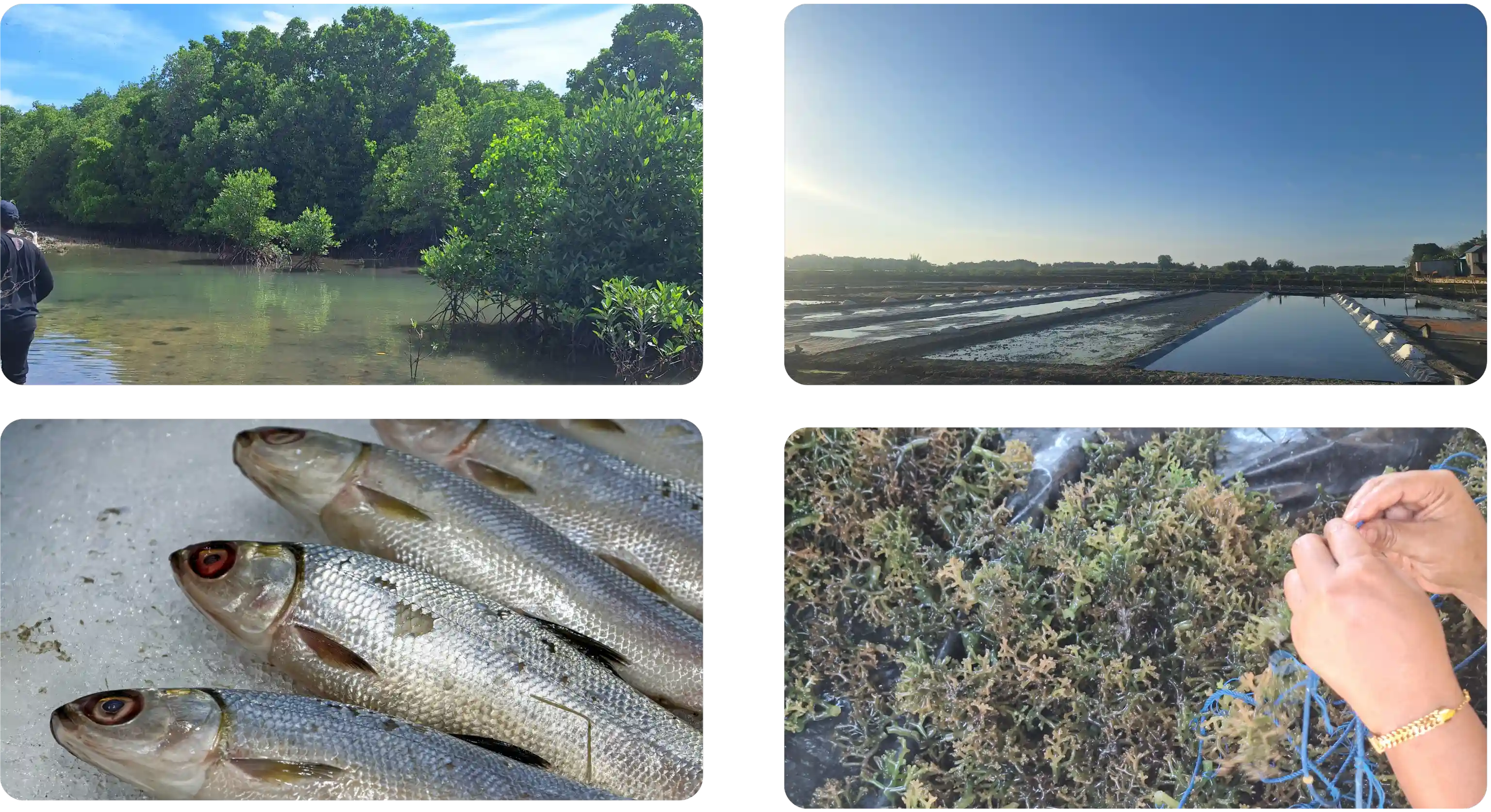 Tabaruce Extra Element