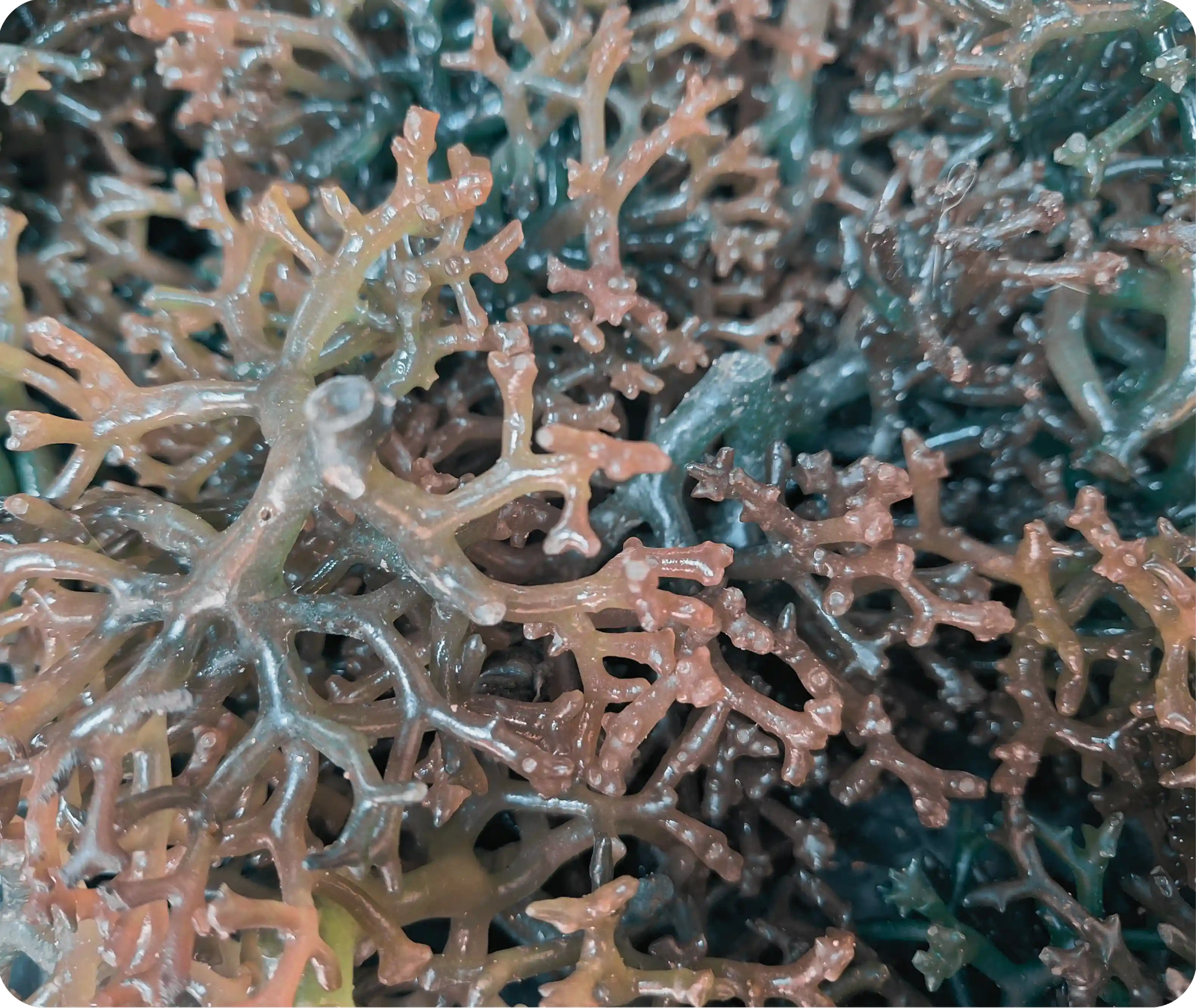 rumput laut (Tengah/Berputar)