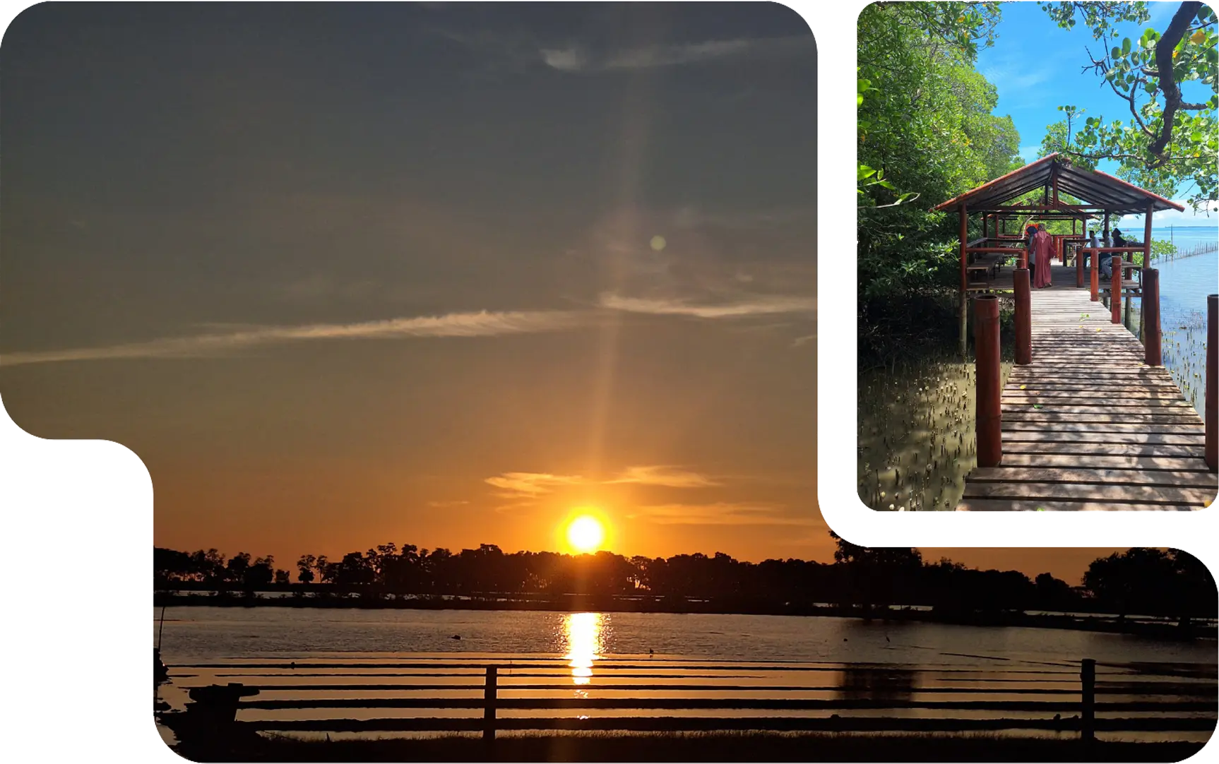 Boardwalk Mangrove